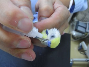 鳥の薬の飲ませ方